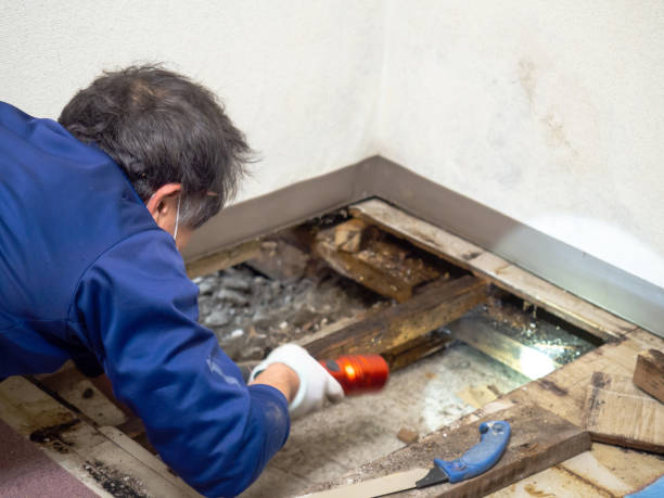 Best Office Mold Removal Services  in Munising, MI