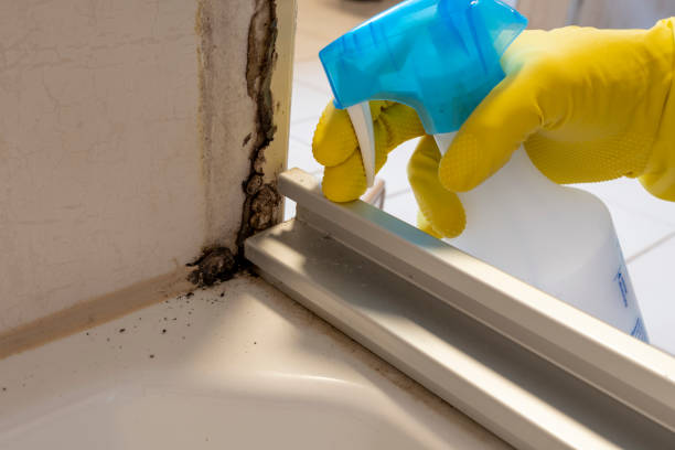 Best Office Mold Removal Services  in Munising, MI