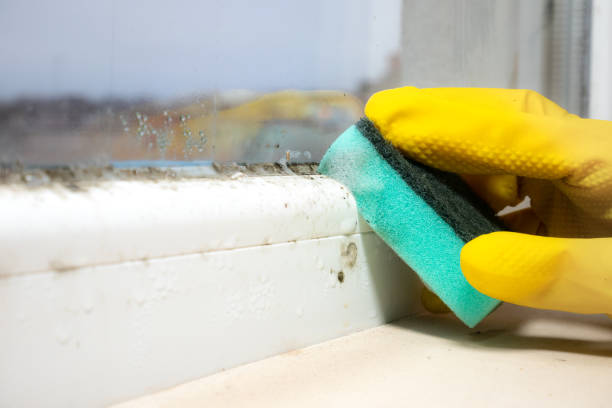 Best Attic Mold Removal  in Munising, MI