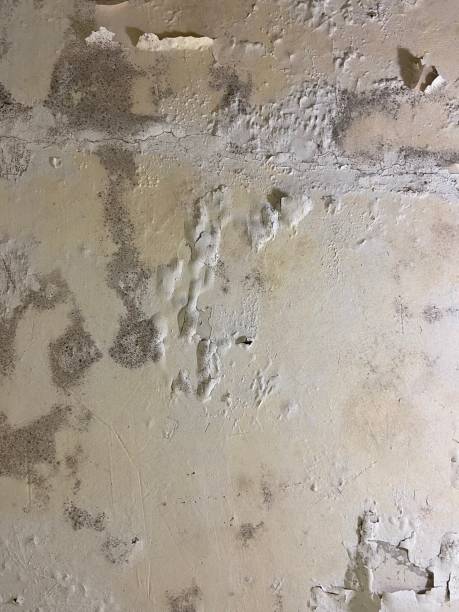 Office Mold Removal Services in Munising, MI