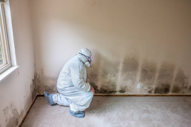 Best Mold Testing  in Munising, MI